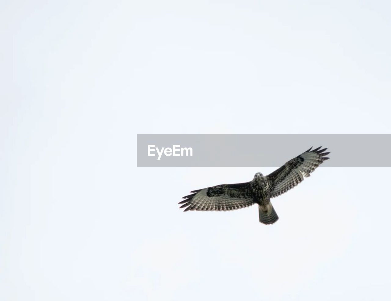close-up of bird flying against clear sky
