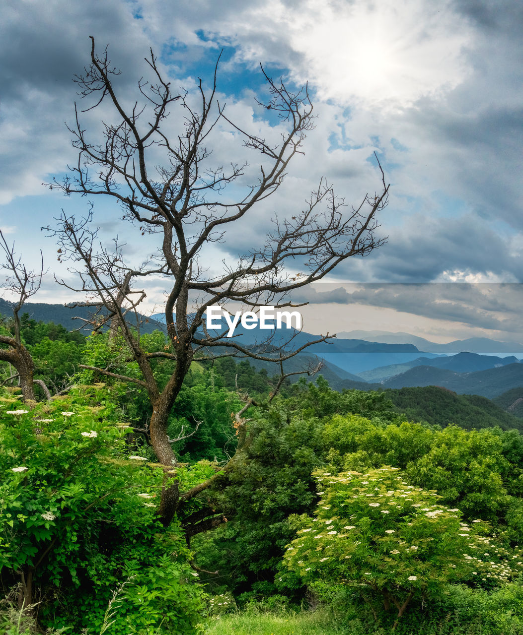 VIEW OF TREE ON MOUNTAIN AGAINST SKY