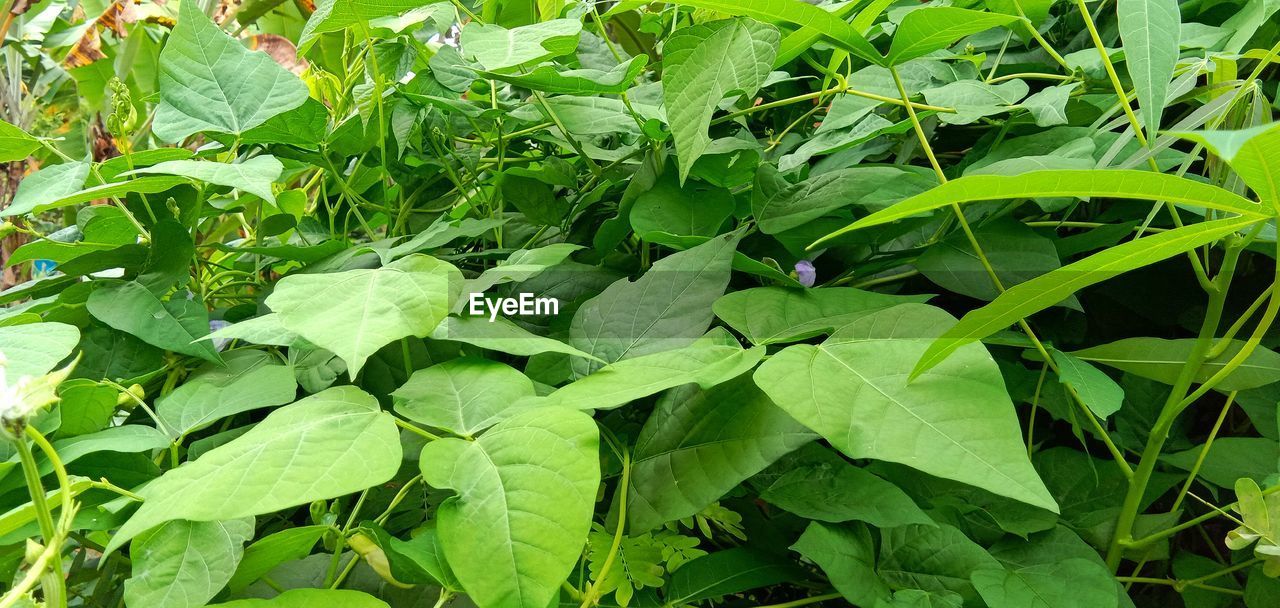 FULL FRAME SHOT OF GREEN LEAVES ON PLANT