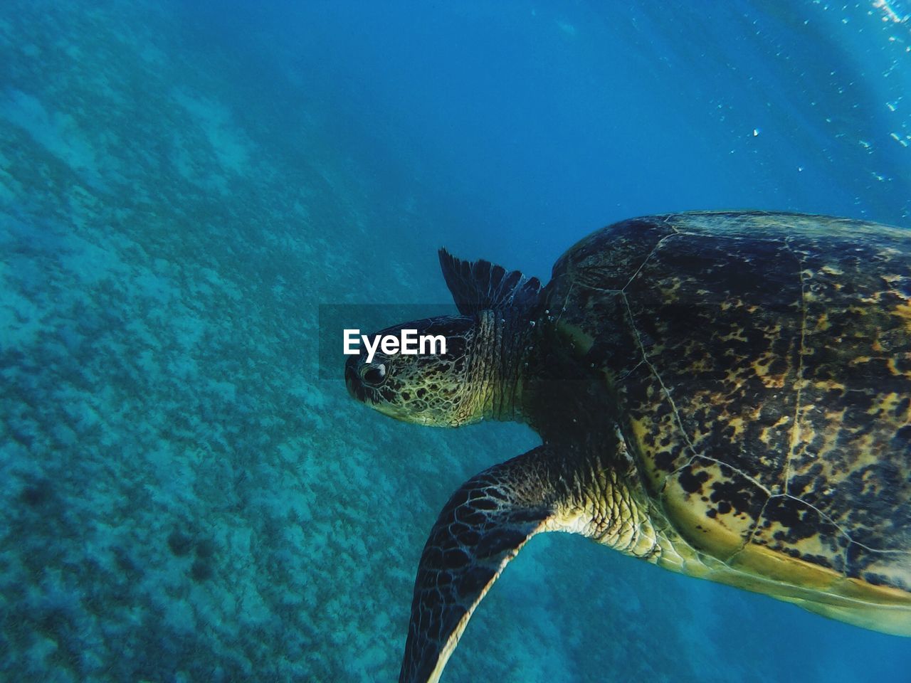 CLOSE-UP OF FISH UNDERWATER