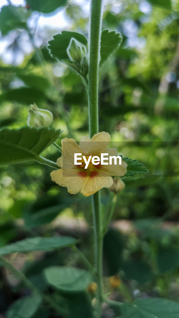 plant, flower, flowering plant, freshness, beauty in nature, growth, fragility, close-up, nature, flower head, petal, inflorescence, plant part, yellow, leaf, wildflower, no people, green, focus on foreground, outdoors, day, botany, springtime, blossom