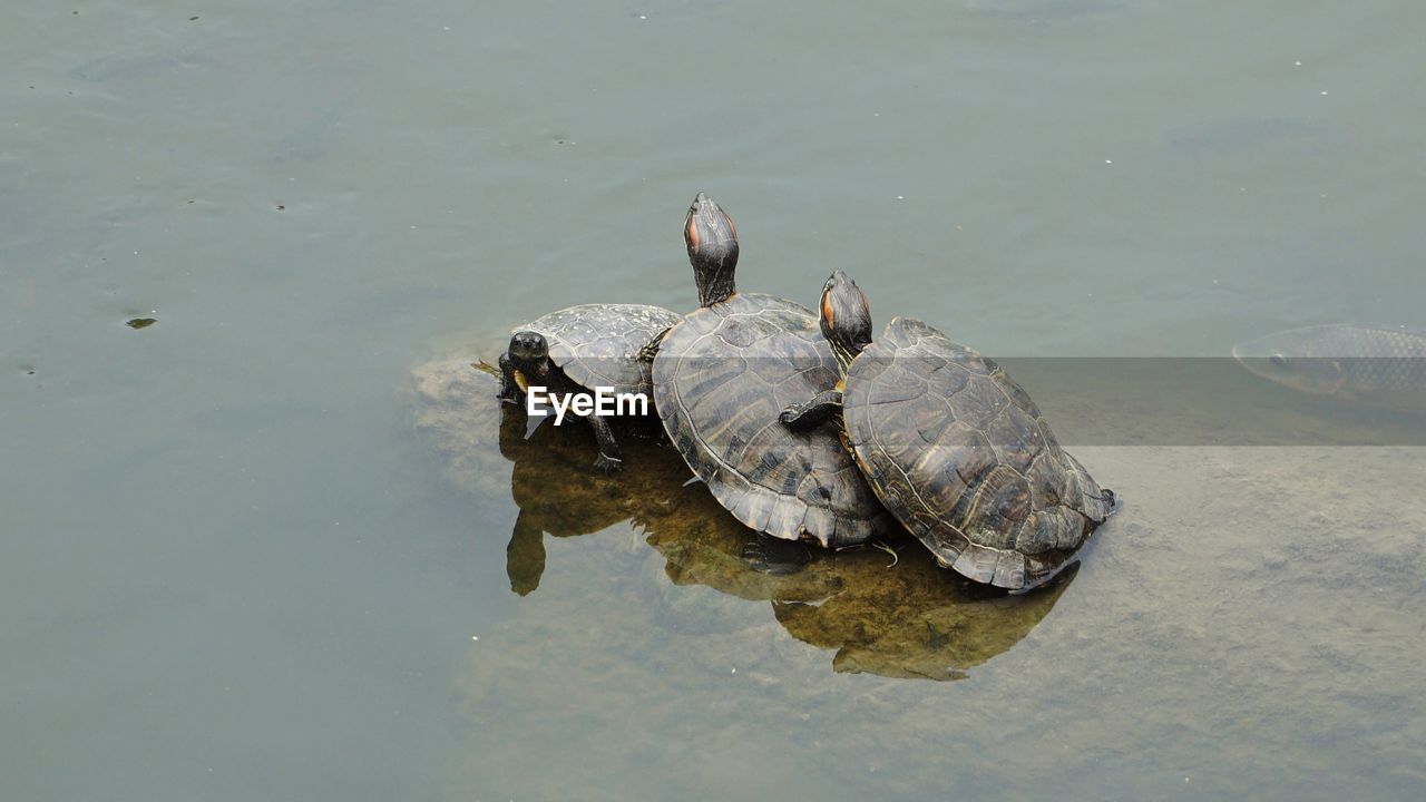 High angle view of turtle in lake