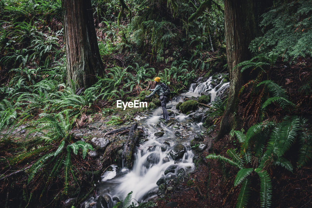 Female hiker crossing a creek in a temperate rainforest