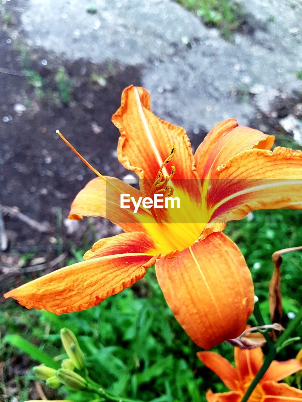 Close-up of orange day lily blooming outdoors