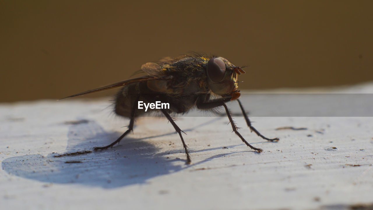 Close-up of fly