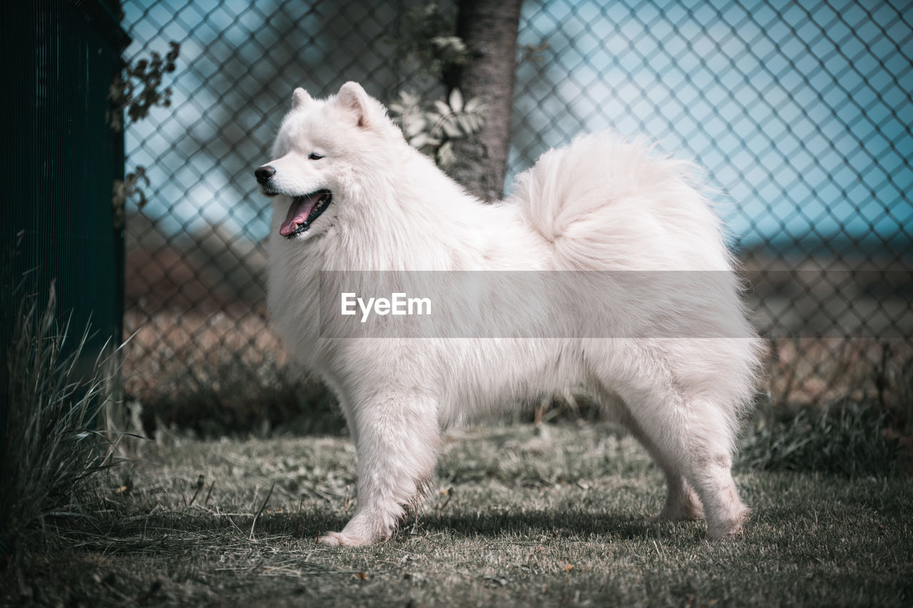 White dog standing on ground