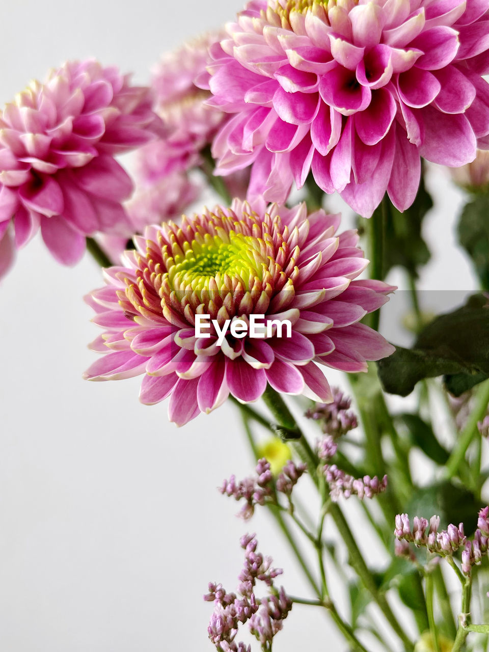 flower, flowering plant, plant, freshness, beauty in nature, fragility, pink, flower head, petal, close-up, nature, inflorescence, growth, no people, purple, blossom, springtime, focus on foreground, outdoors, botany, floristry, pollen