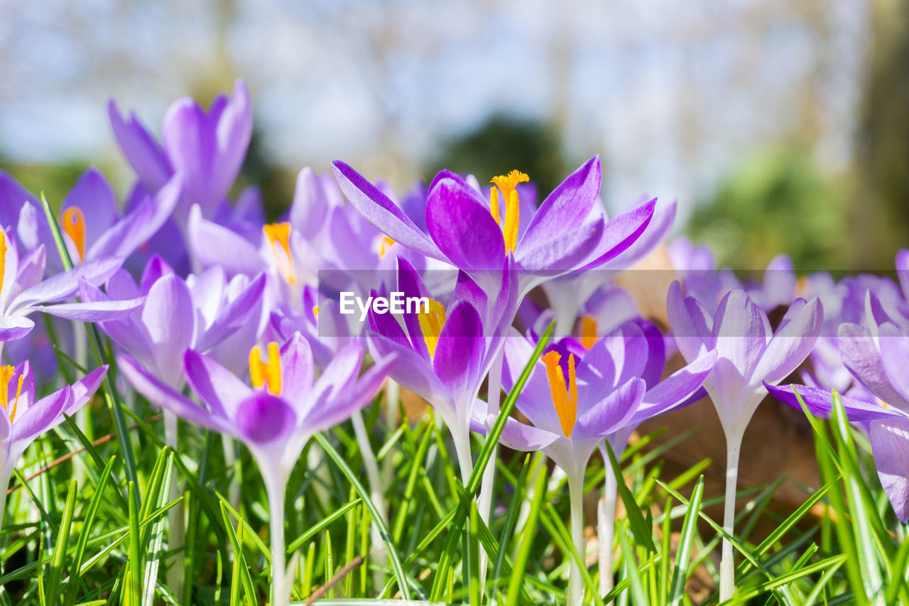 Close-up of purple crocus blooming outdoors