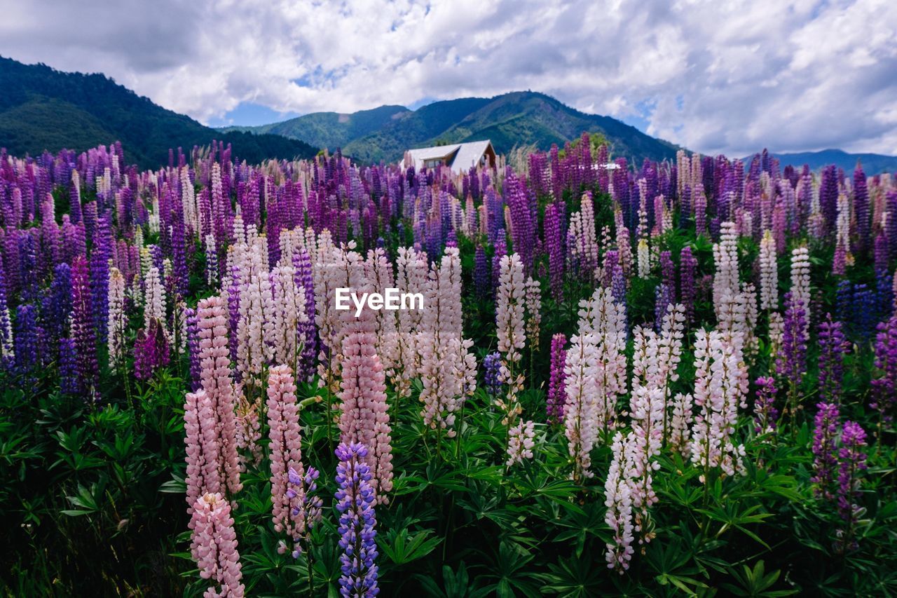 Purple flowering plants on field against sky