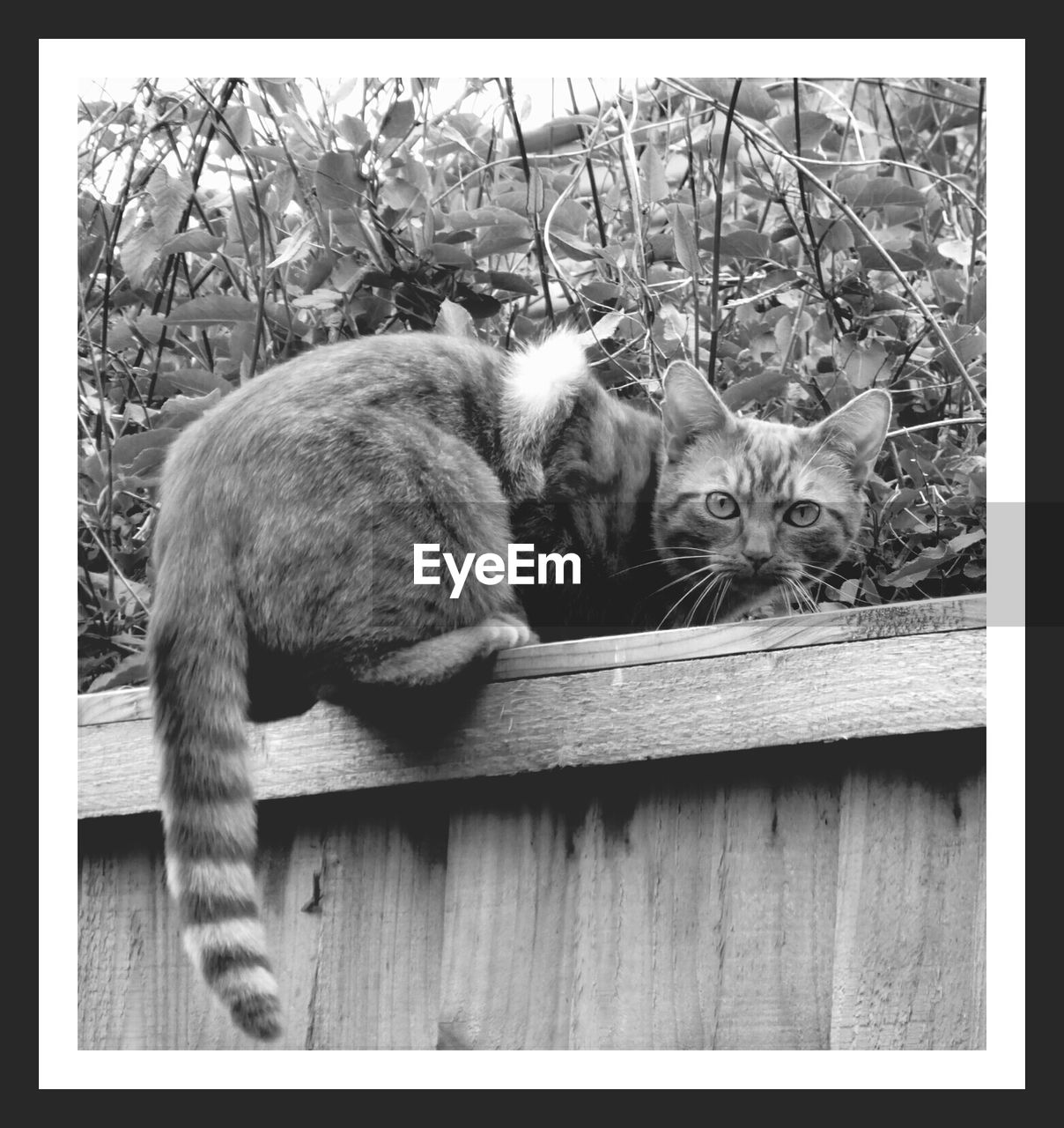 Portrait of cat sitting on wooden wall