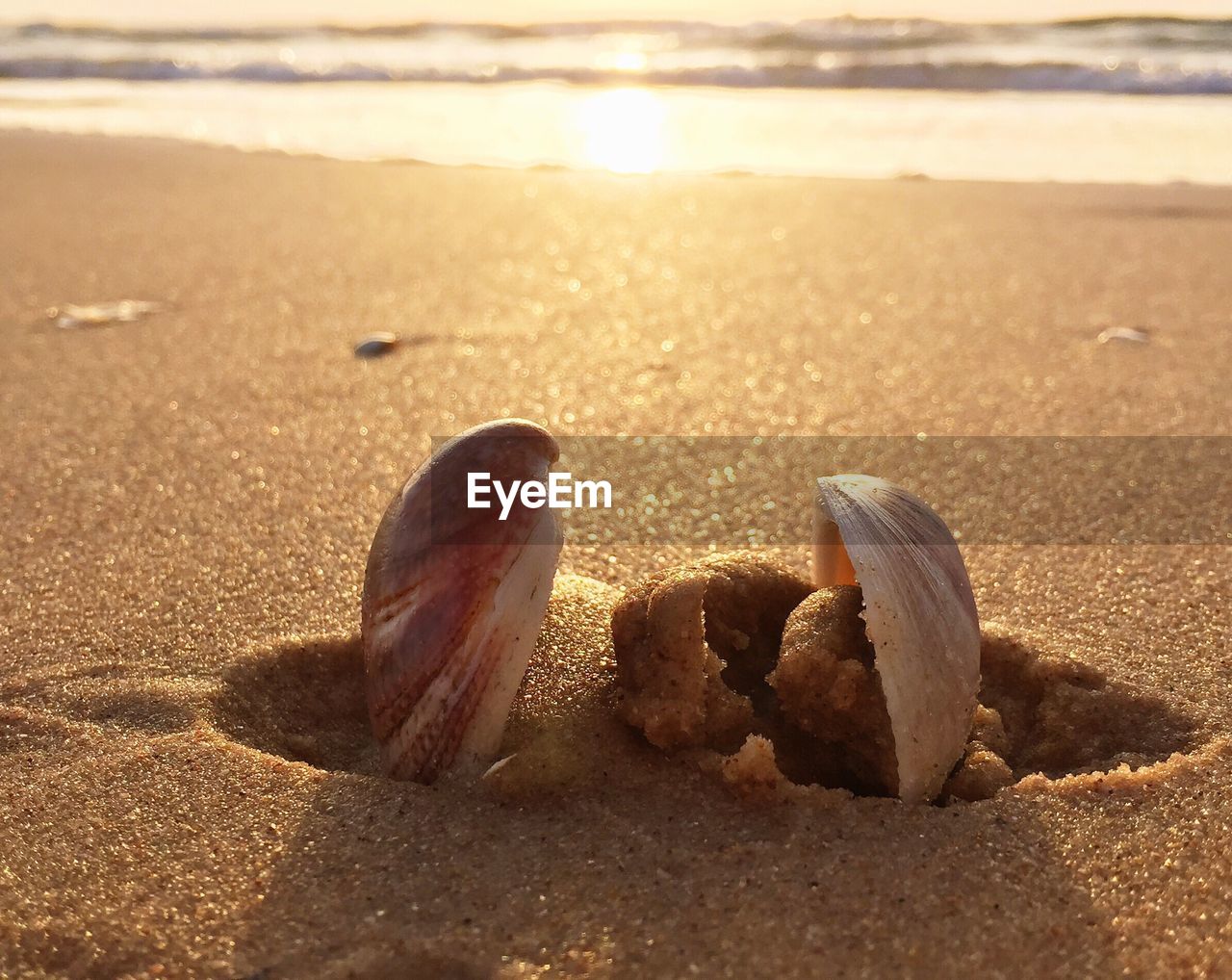 Close-up of seashell on sand at beach