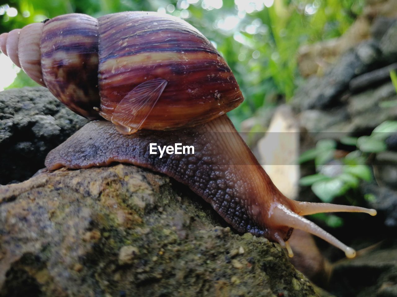 CLOSE-UP OF SNAIL OUTDOORS