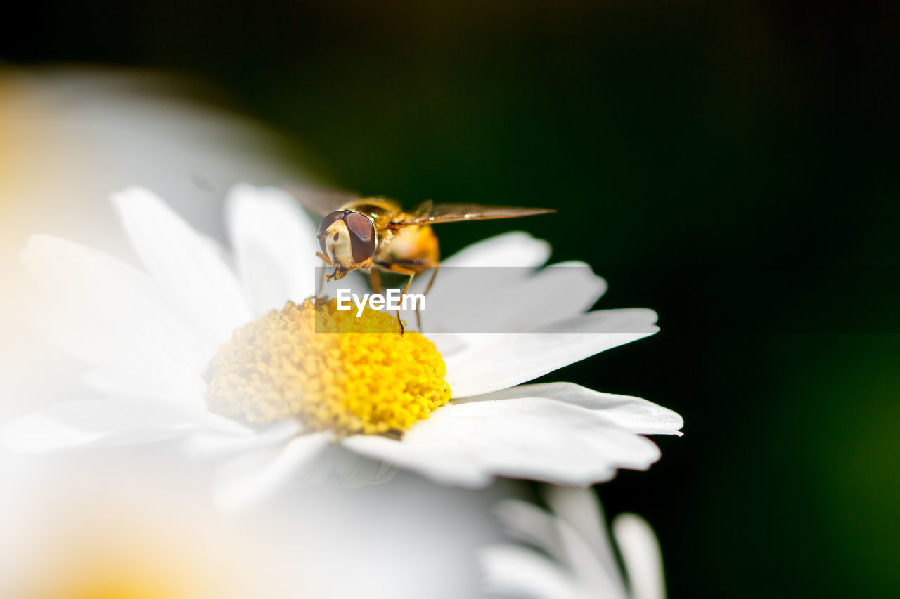 Close-up of bee pollinating on white daisy