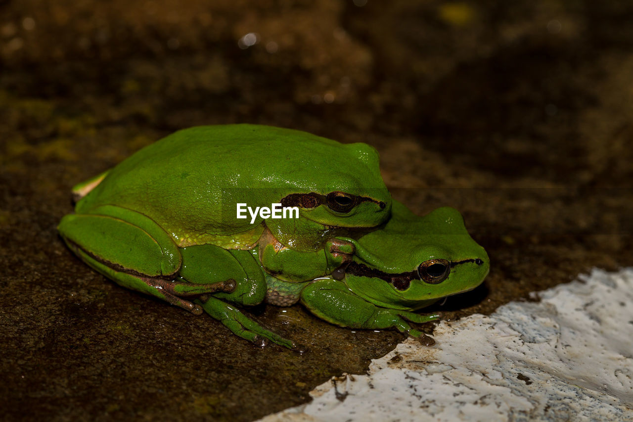 HIGH ANGLE VIEW OF GREEN FROG ON ROCK