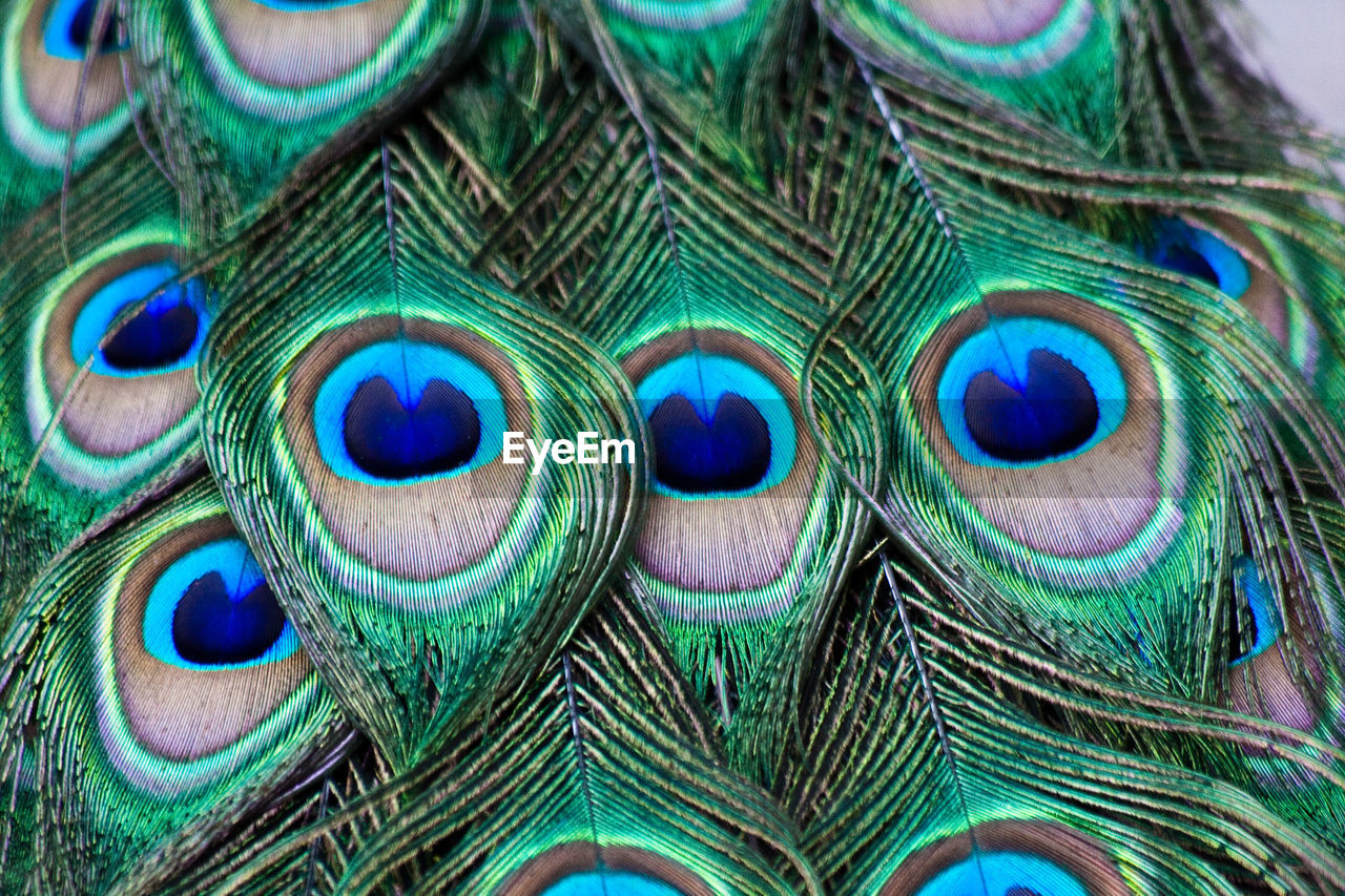 Close-up of peacock feathers