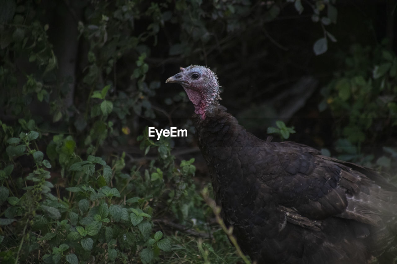 Close-up of a bird looking away