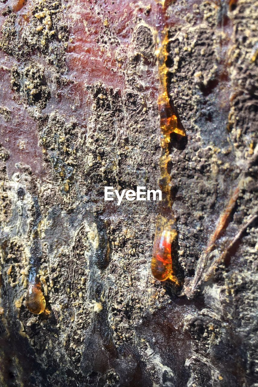 CLOSE-UP VIEW OF SNAKE