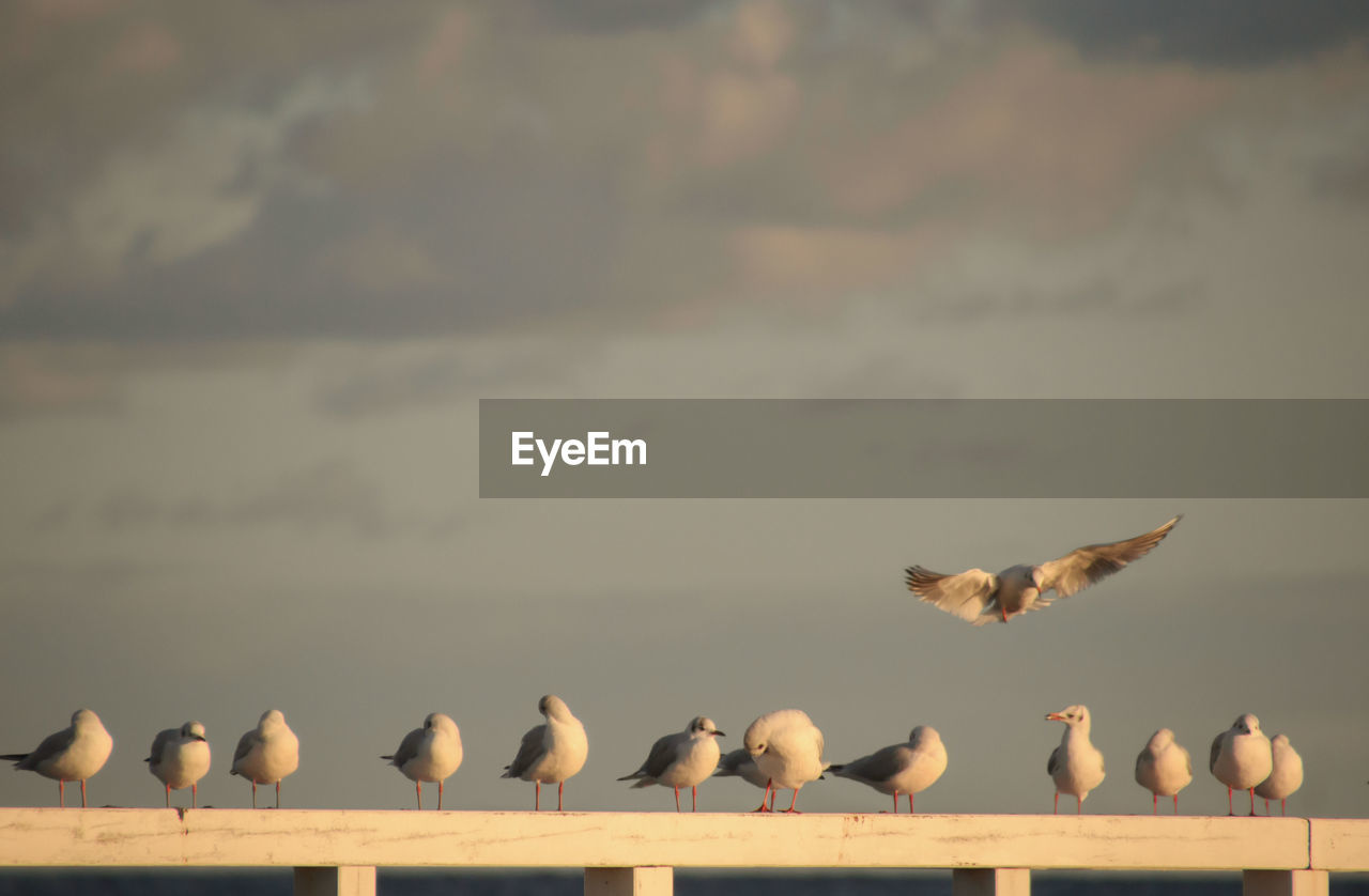 Seagulls perching on fence against sky
