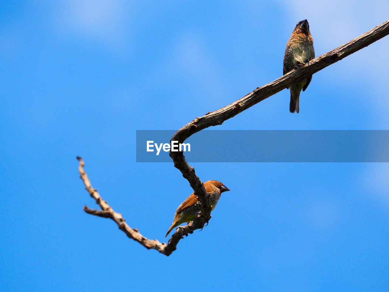 LOW ANGLE VIEW OF A BIRD FLYING AGAINST BLUE SKY