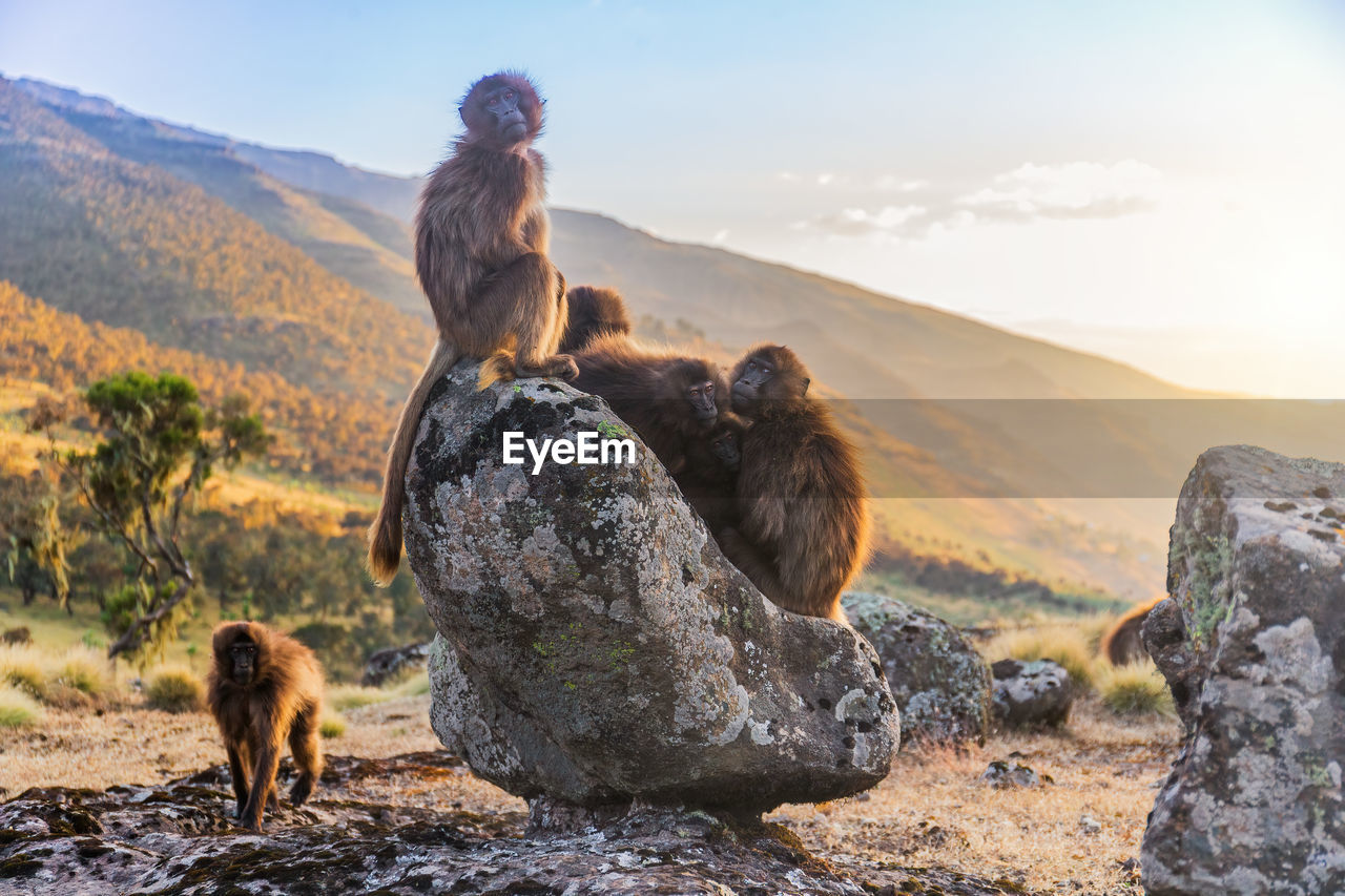 Group of gelada baboons at sunset in ethiopia