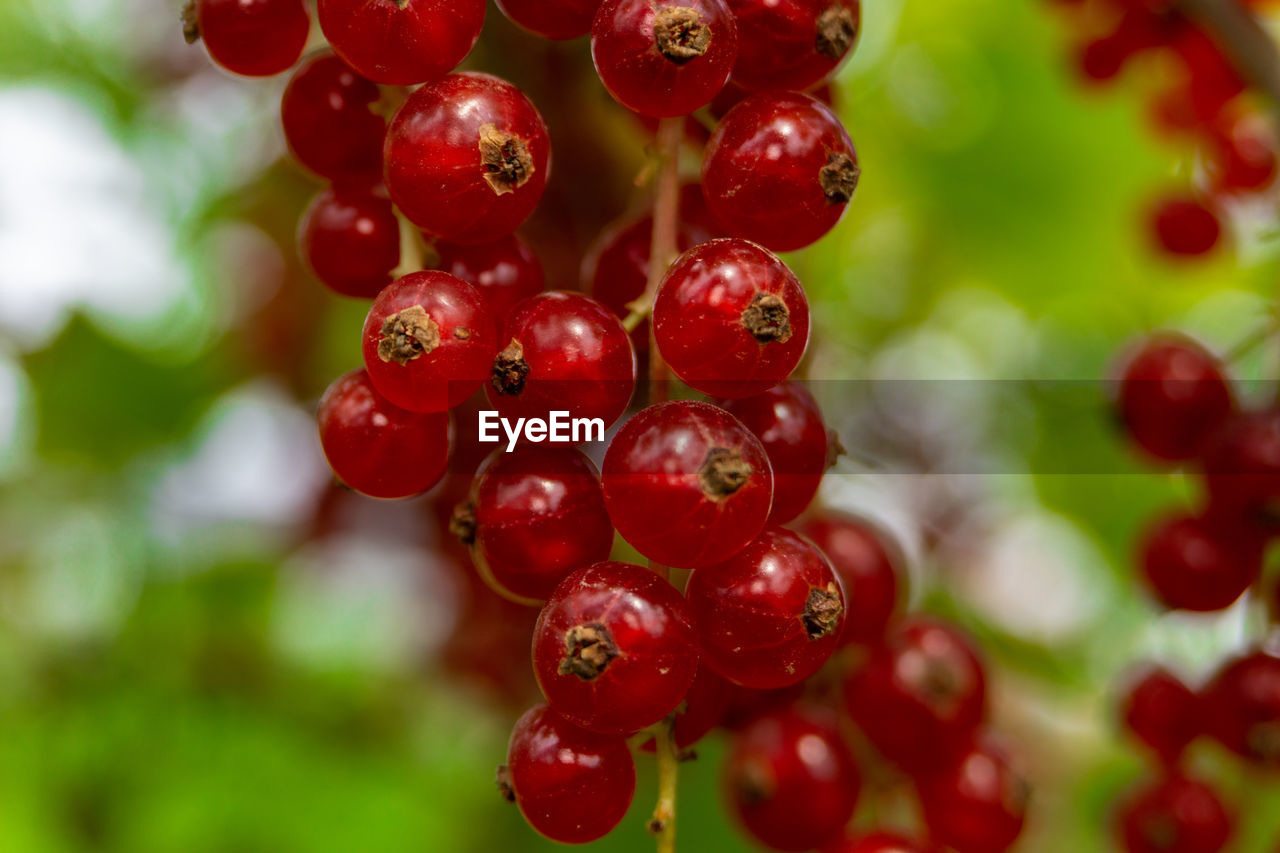 Close up shot of red currant on field