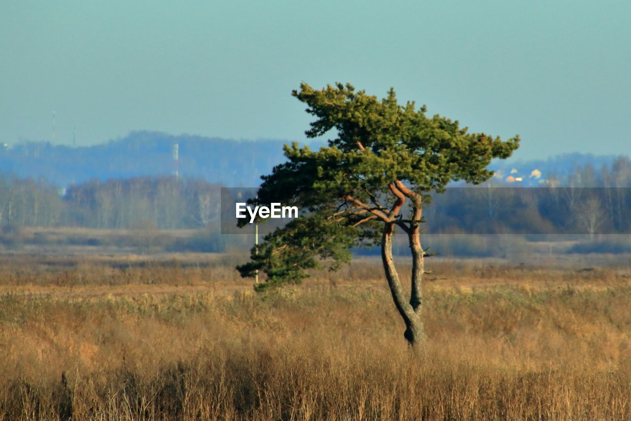 TREE IN FIELD