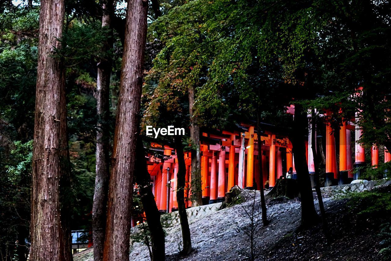 Low angle view of torii gate at shrine