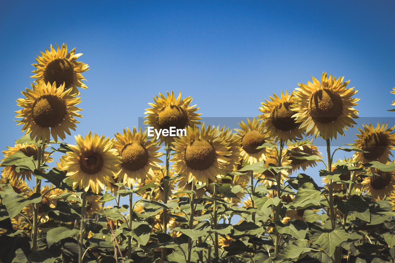 CLOSE-UP OF SUNFLOWER AGAINST SKY