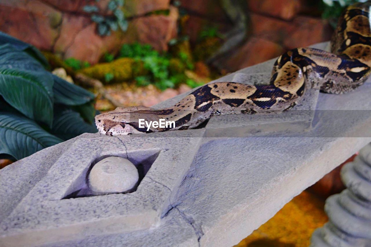 Close-up of snake on railing