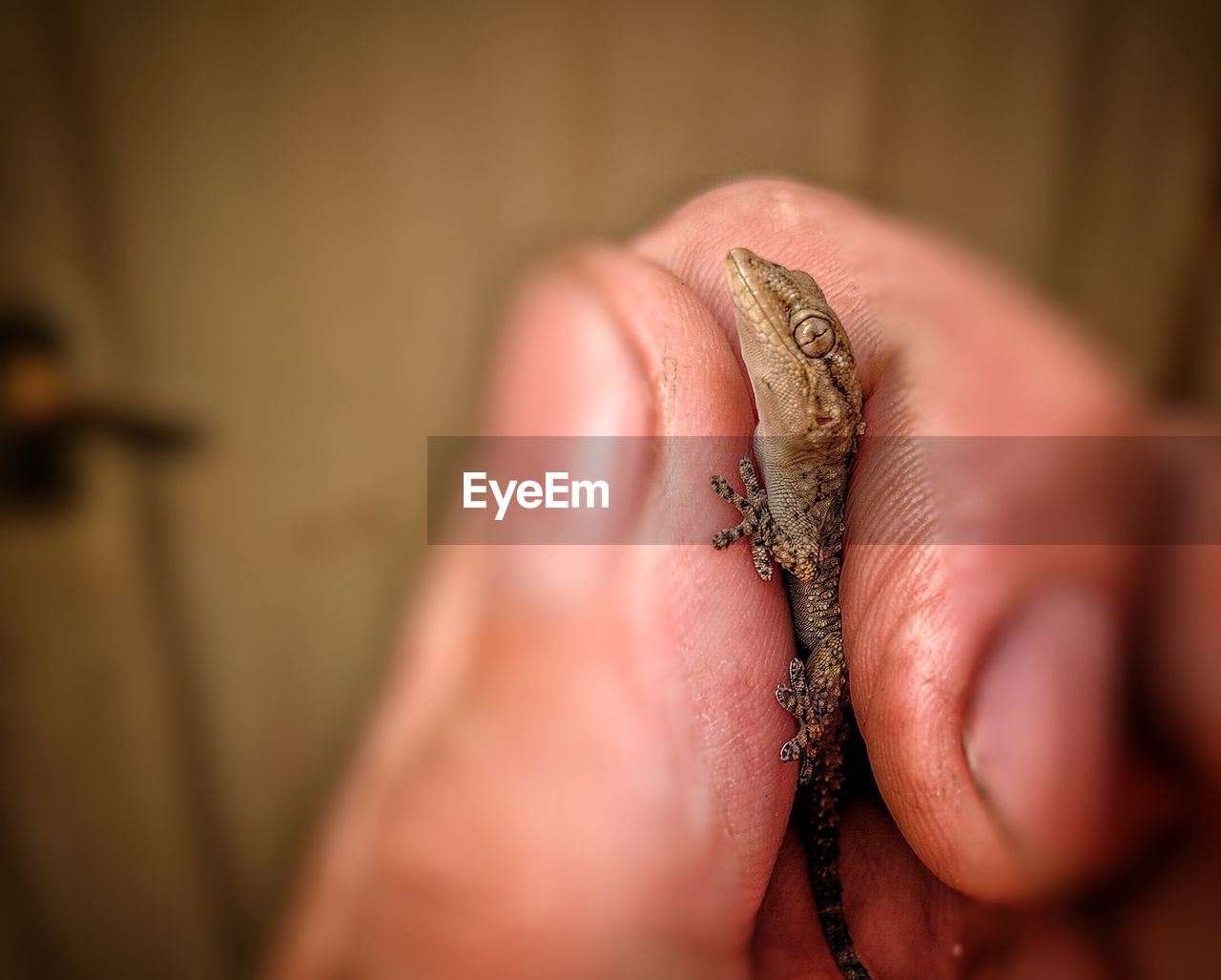 Cropped hand of man holding small lizard