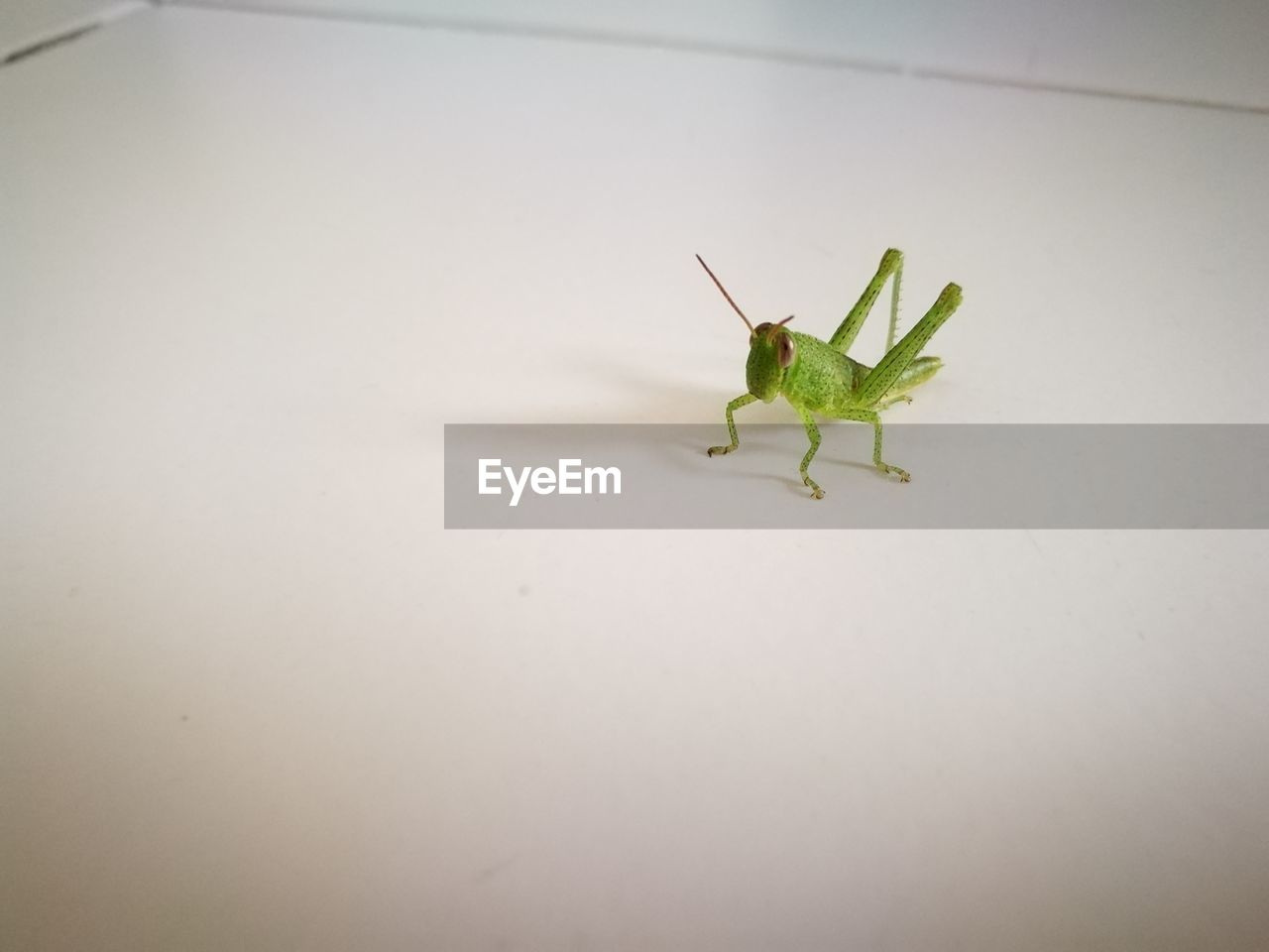 CLOSE-UP OF INSECT ON LEAF