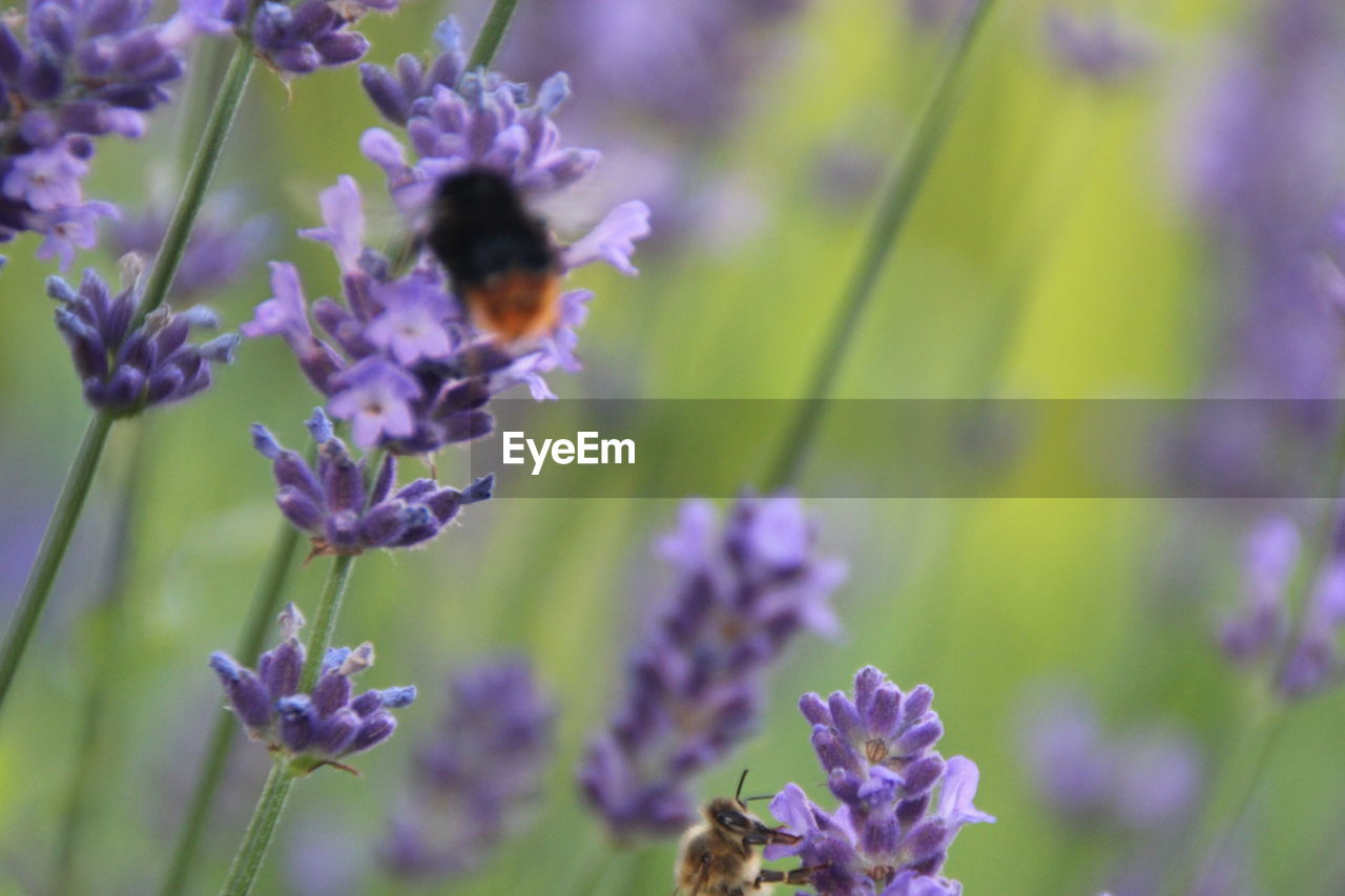 CLOSE-UP OF PURPLE FLOWERS BLOOMING