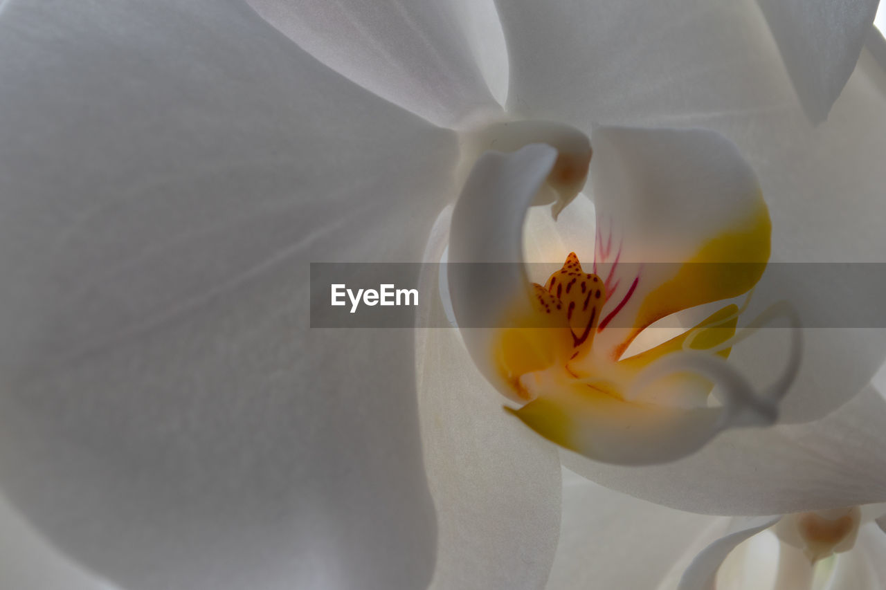 Close-up of white flower