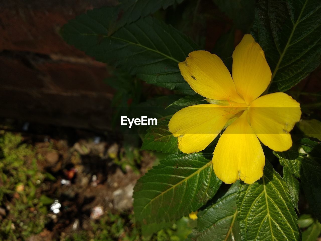 CLOSE-UP OF YELLOW FLOWERING PLANT AGAINST LEAF