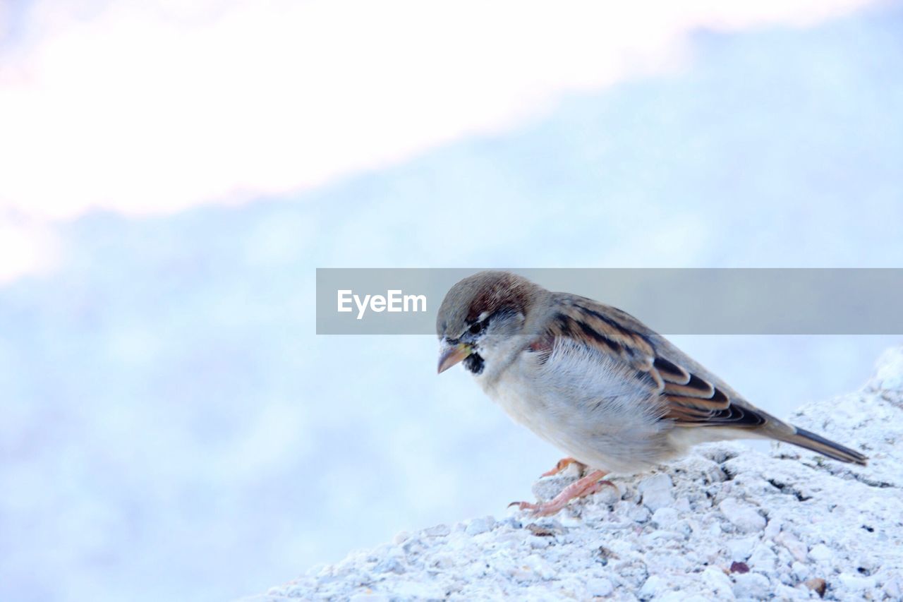 Close-up of sparrow during winter