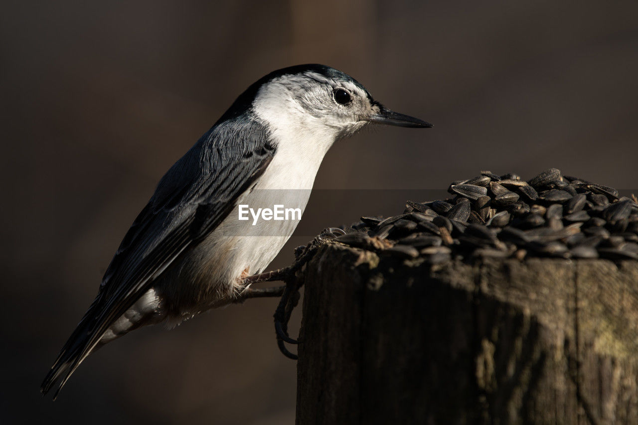 A white-breasted nuthatch feeding on black sunflower seed, sitta carolinensis