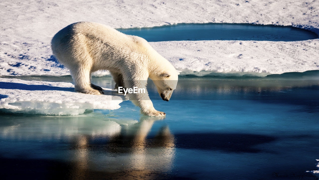 polar bear, animal, animal themes, mammal, one animal, animal wildlife, water, bear, wildlife, cold temperature, snow, ice, winter, nature, reflection, no people, sea, full length, beauty in nature, frozen, white, carnivore, environmental issues, environment, outdoors, day, side view, climate change, polar climate, landscape