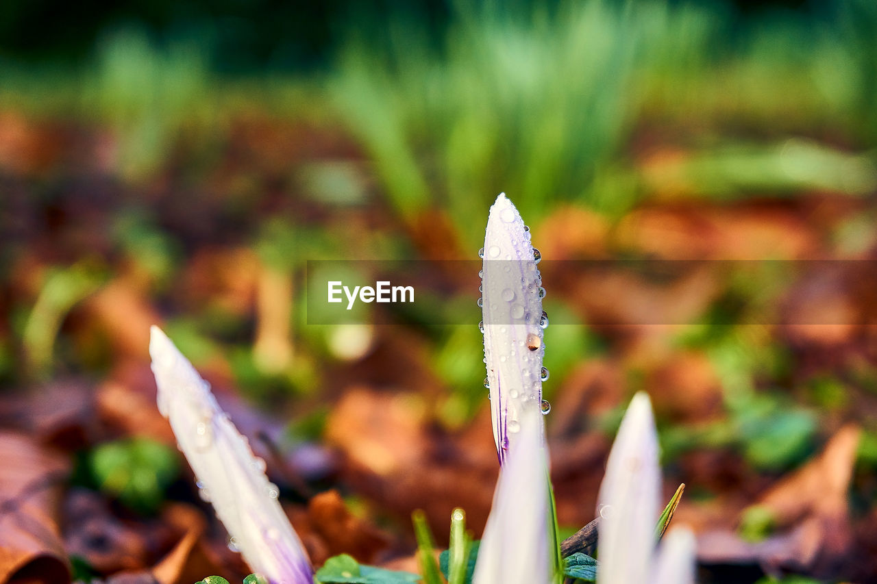 CLOSE-UP OF FLOWERING PLANT ON FIELD