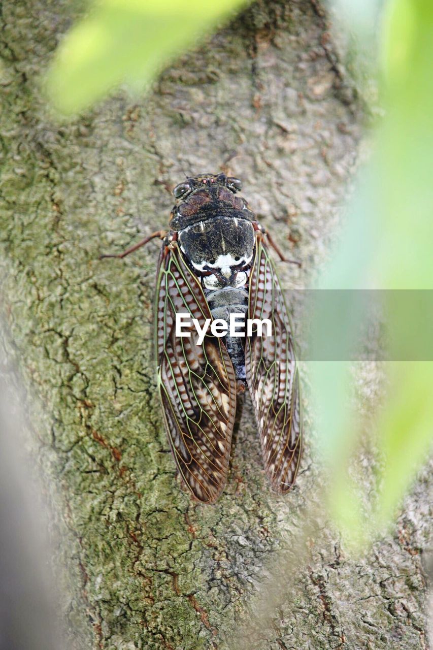 Insect on tree bark