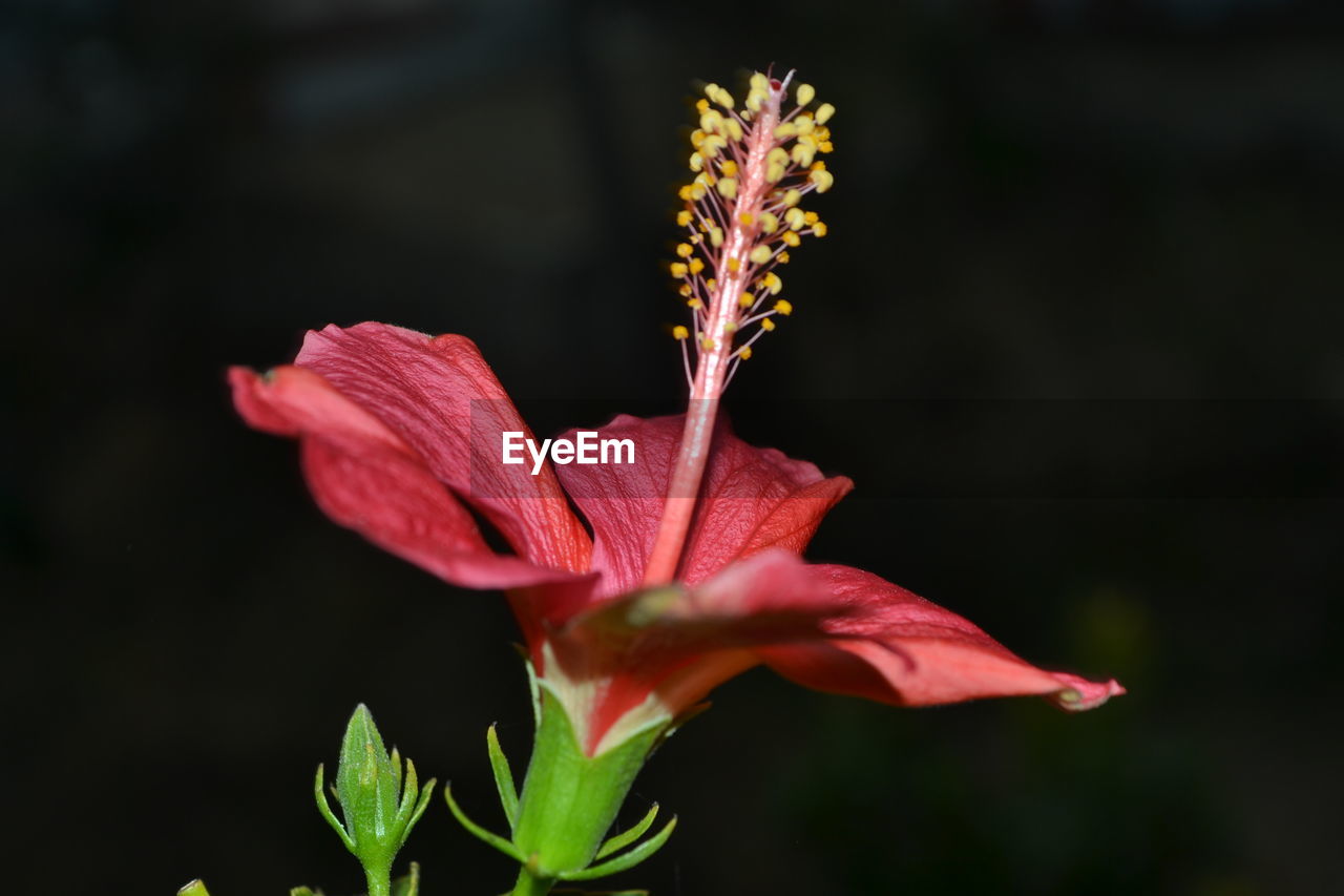 Close-up of day lily blooming outdoors