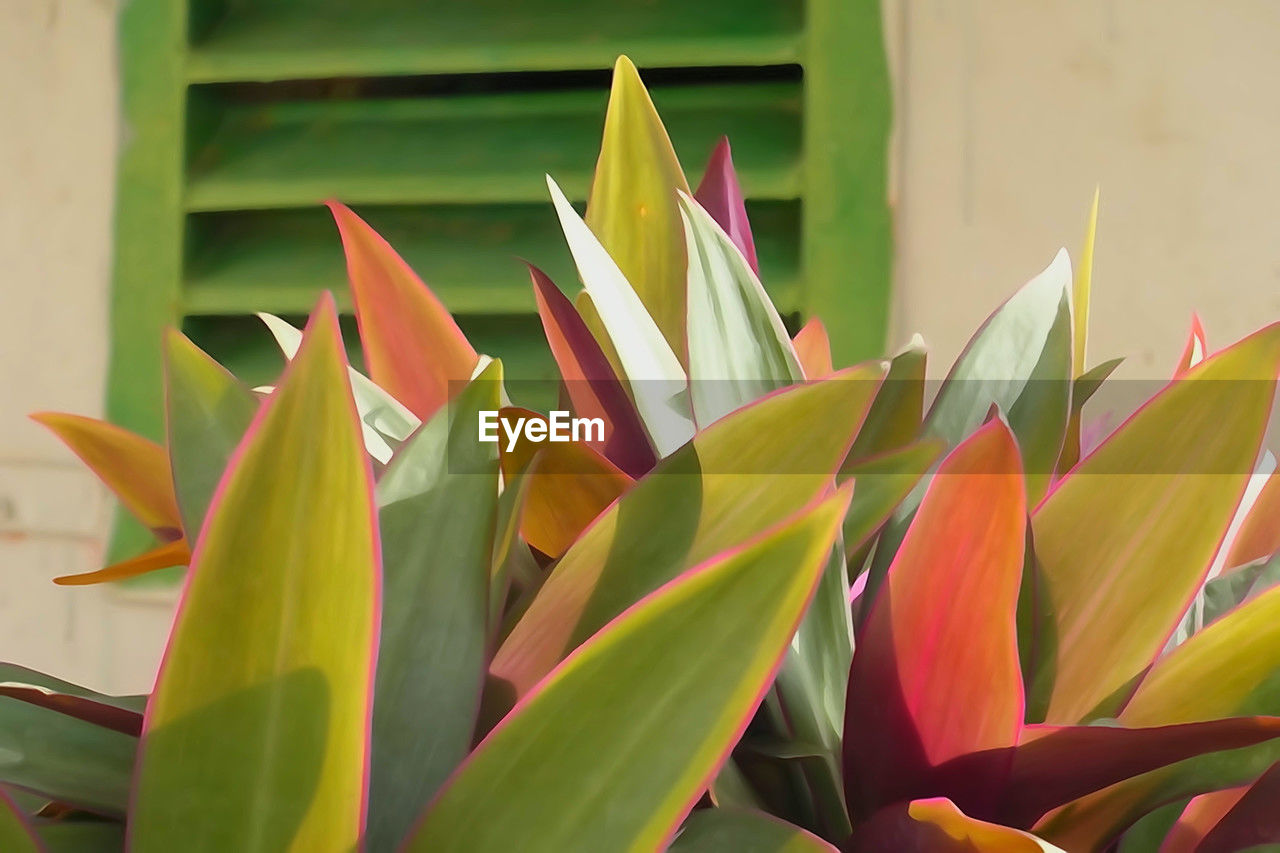 leaf, flower, plant part, plant, green, yellow, nature, close-up, beauty in nature, growth, no people, flowering plant, art, heliconia, bird of paradise - plant, freshness, outdoors, multi colored, day, fragility