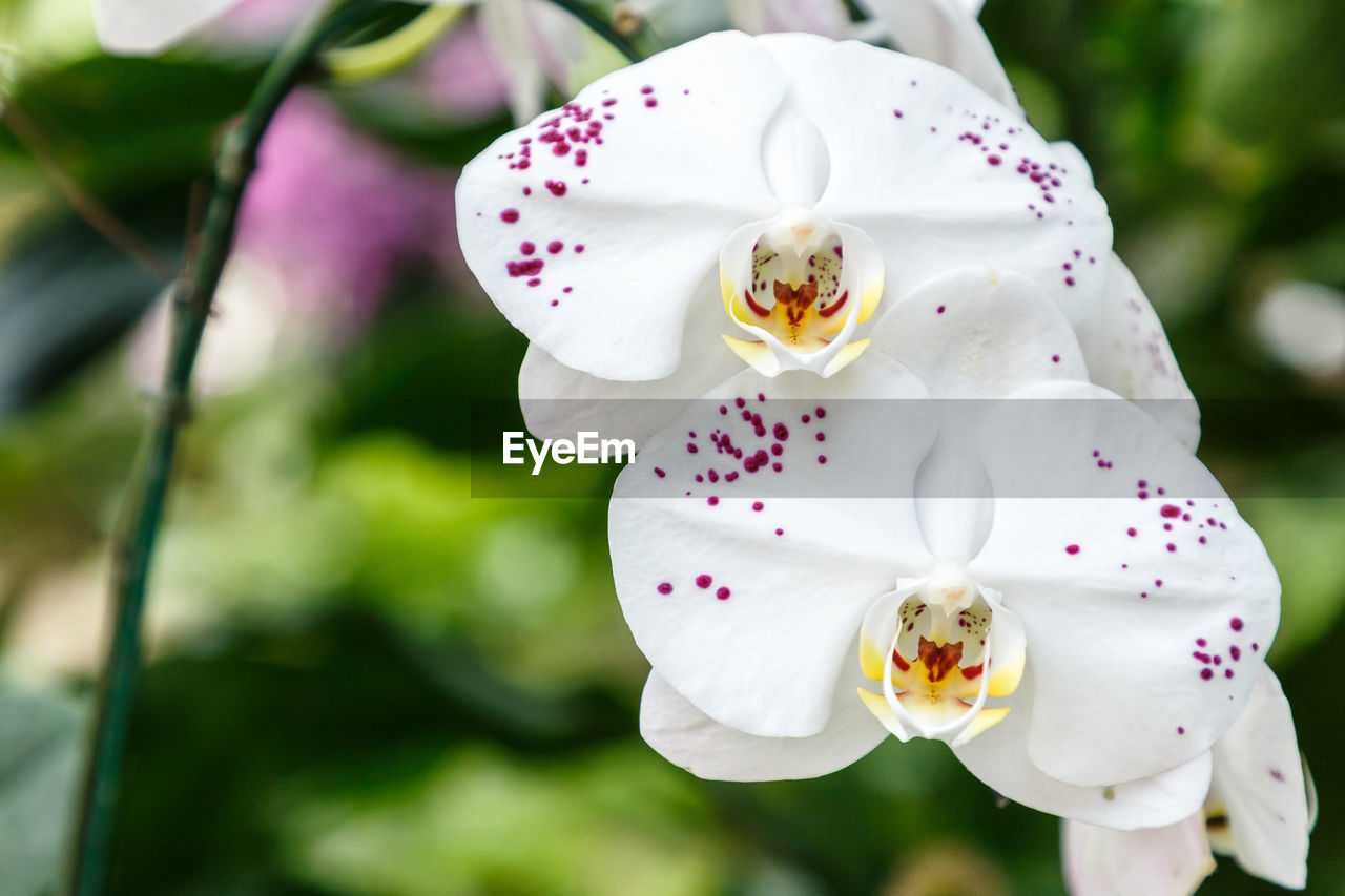 CLOSE-UP OF WHITE ROSES