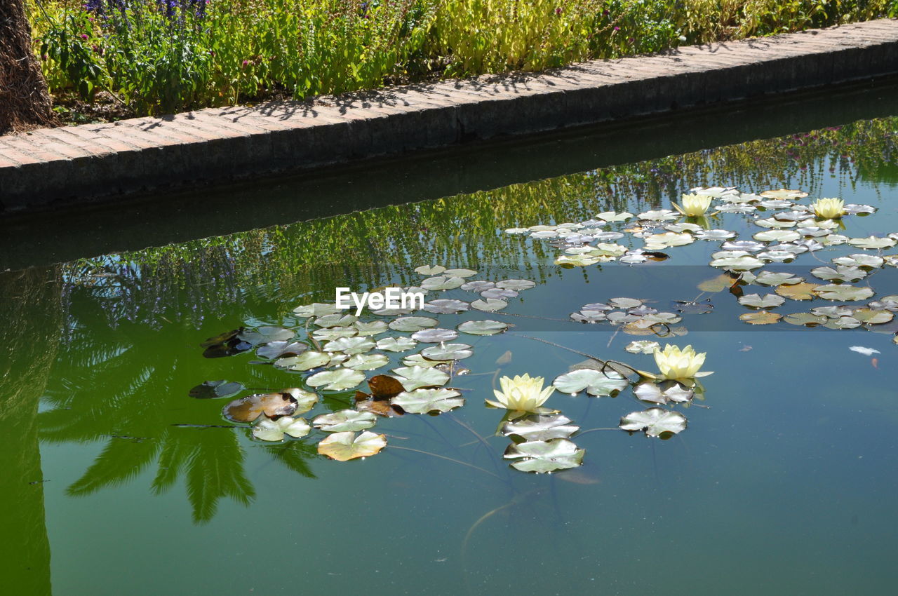 LOTUS WATER LILIES IN POND