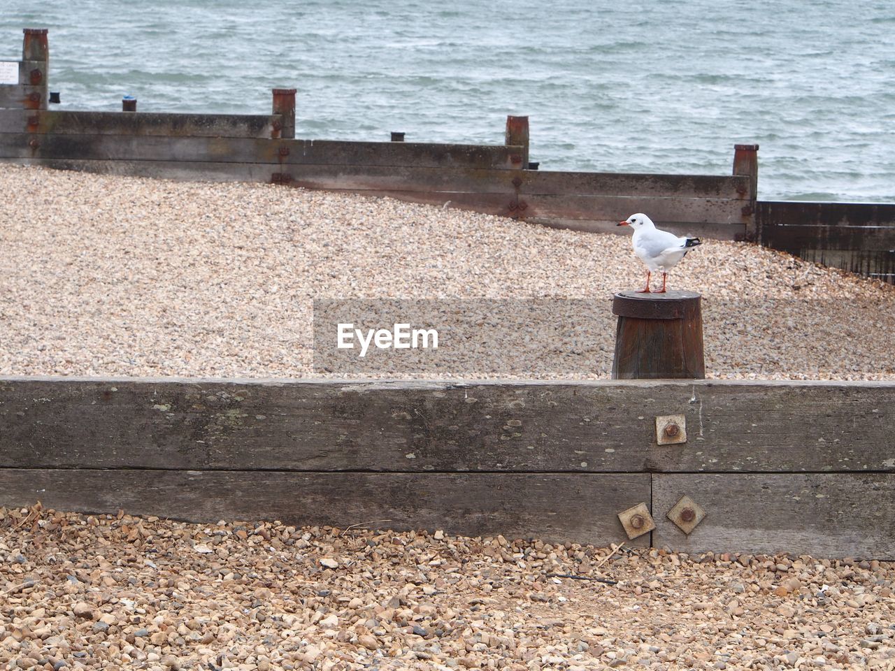 BIRDS PERCHING ON GROUND