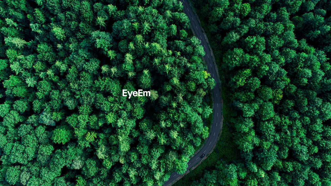 Aerial view of road amidst trees in forest