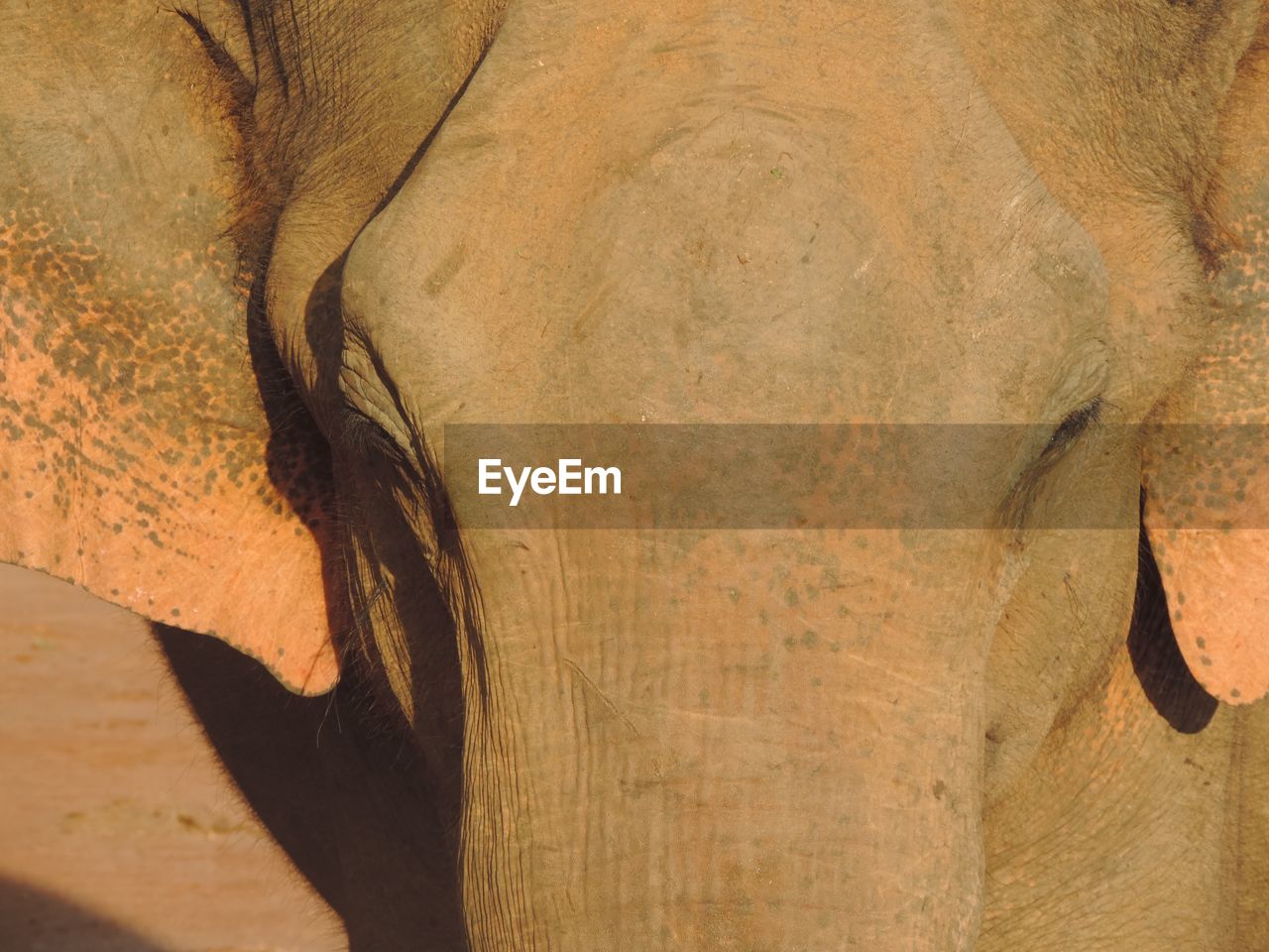 Close-up of elephant