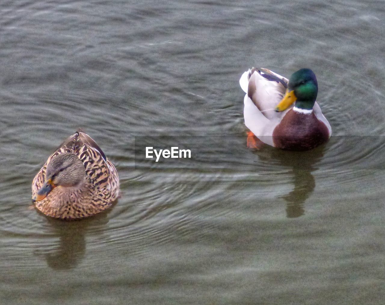 HIGH ANGLE VIEW OF MALLARD DUCK SWIMMING IN LAKE