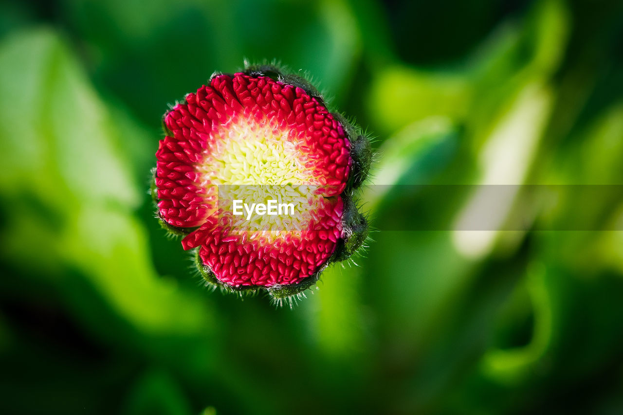 Close-up of red flower against blurred background