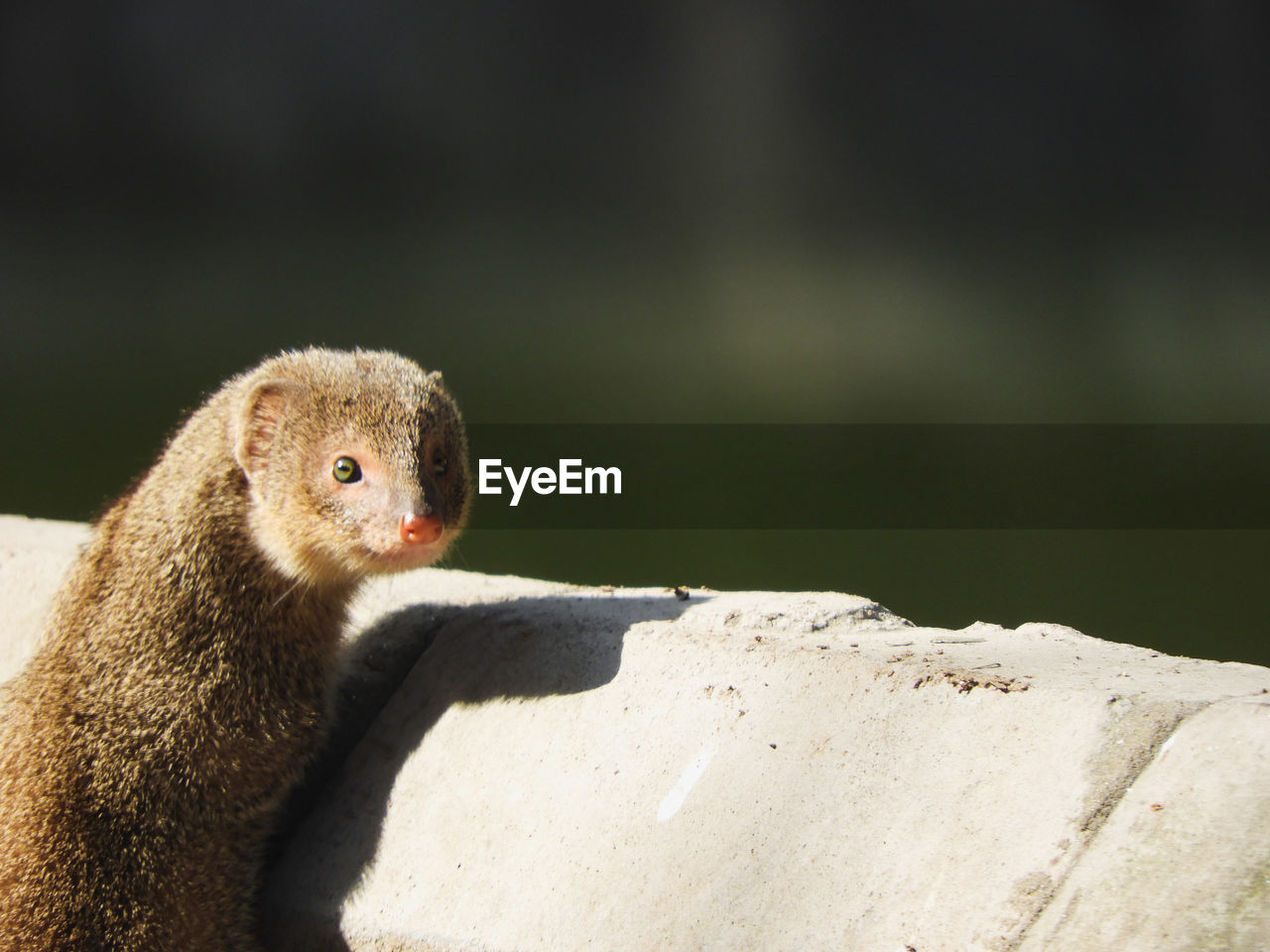 Close-up of a mongoose on rock