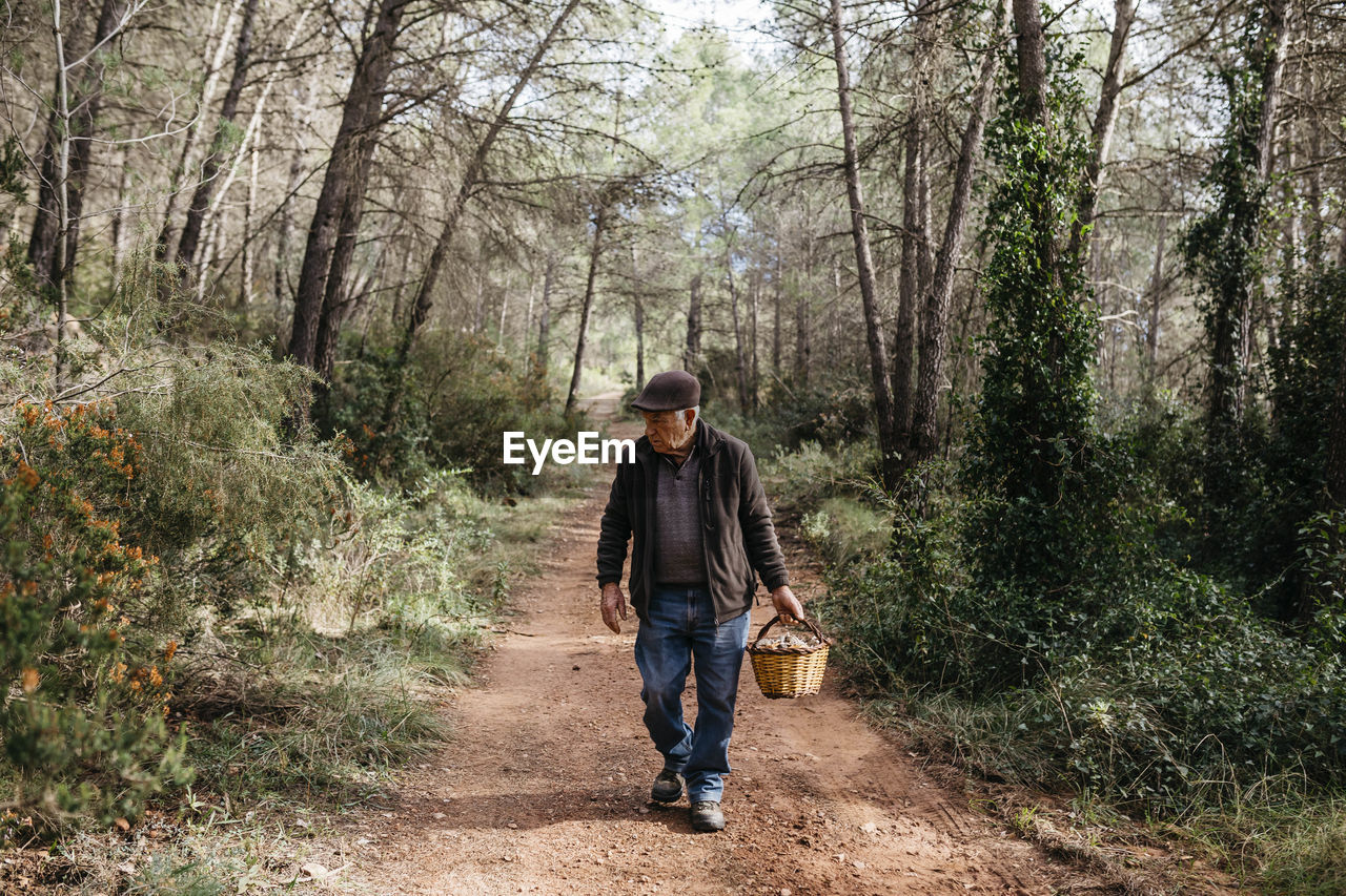 Senior man looking for mushrooms in the forest